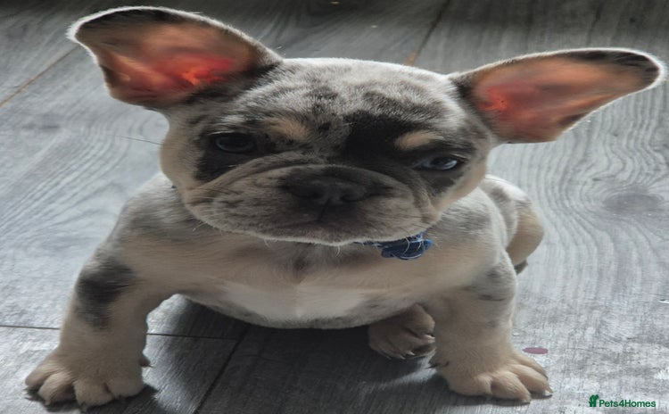 French Bulldog dogs - Advert 8