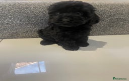 Cockapoo dogs for sale: Cockapoos  - Image 10