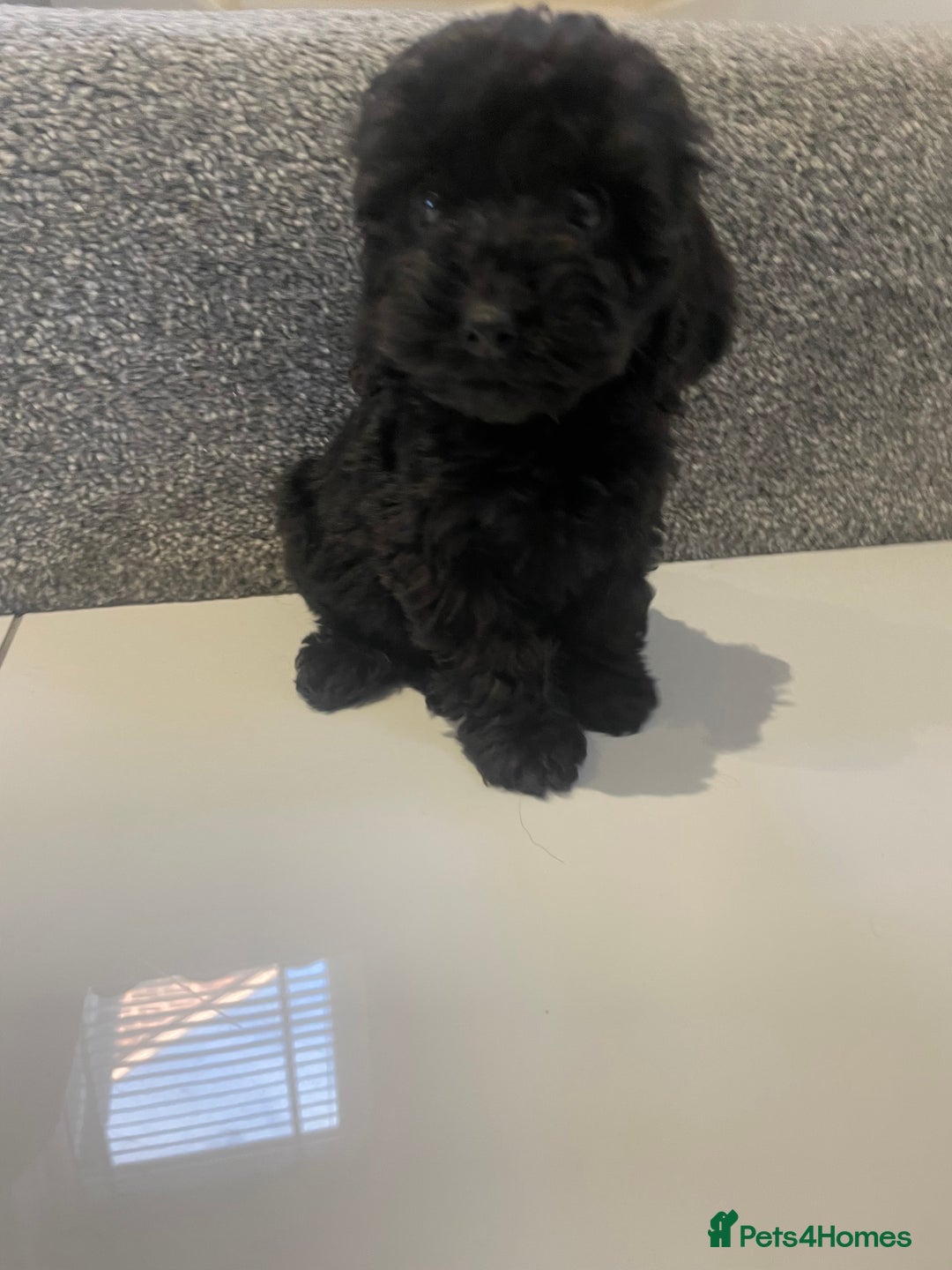 Cockapoo dogs for sale: Cockapoos  - Image 10