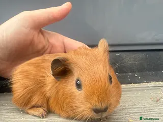 Guinea Pig rodents Beautiful Cali boars and one sow - Advert 11