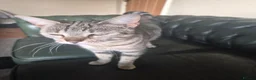 Bengal cats for sale: 3 beautiful bengal girls. - Advert 15