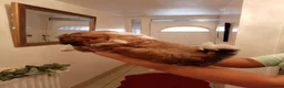 Shih Tzu dogs for sale: Shih Tzu puppies in Walsall - Advert 7