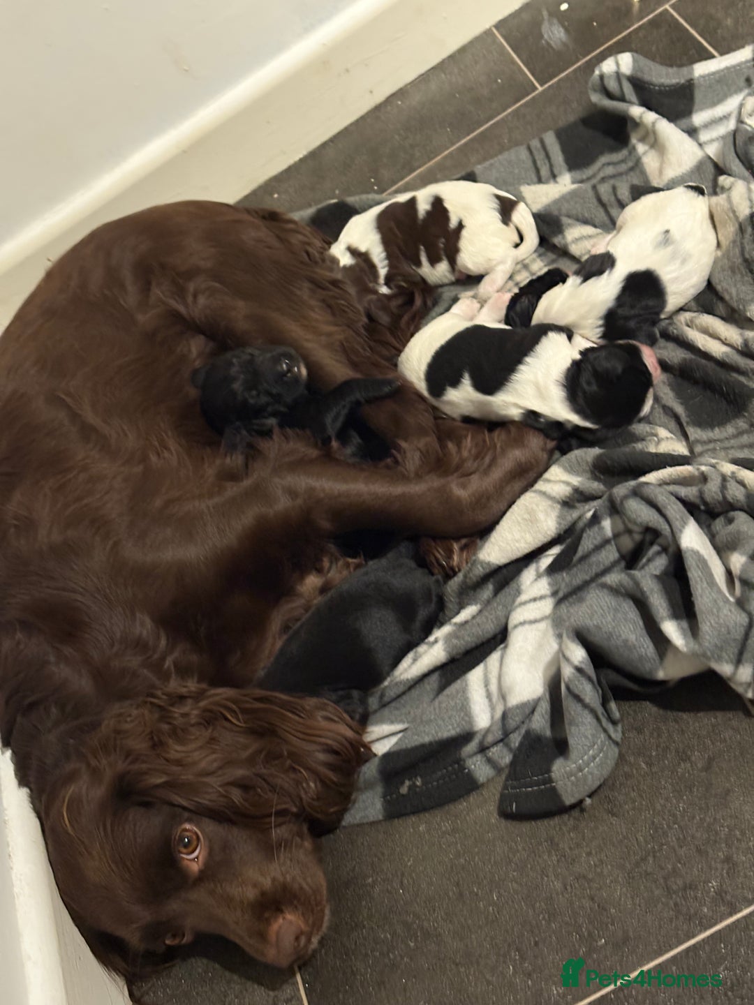 Mixed Breed dogs for sale: 5 BEAUTIFUL SPRINGER/SPROCKER PUPPIES FO SALE  - Advert 20