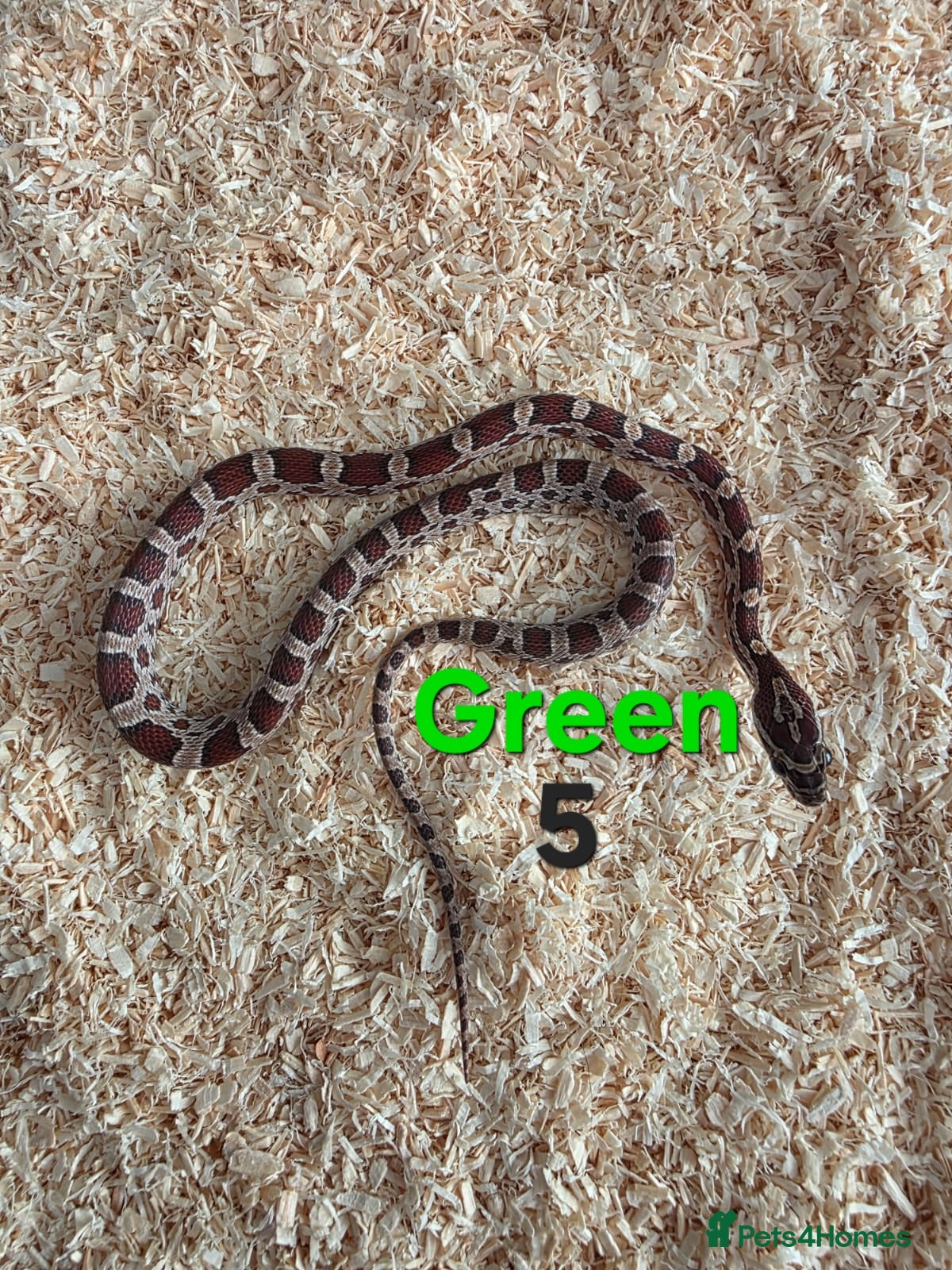 Corn Snake reptiles for sale: Various Cornsnakes avilable  - Advert 20