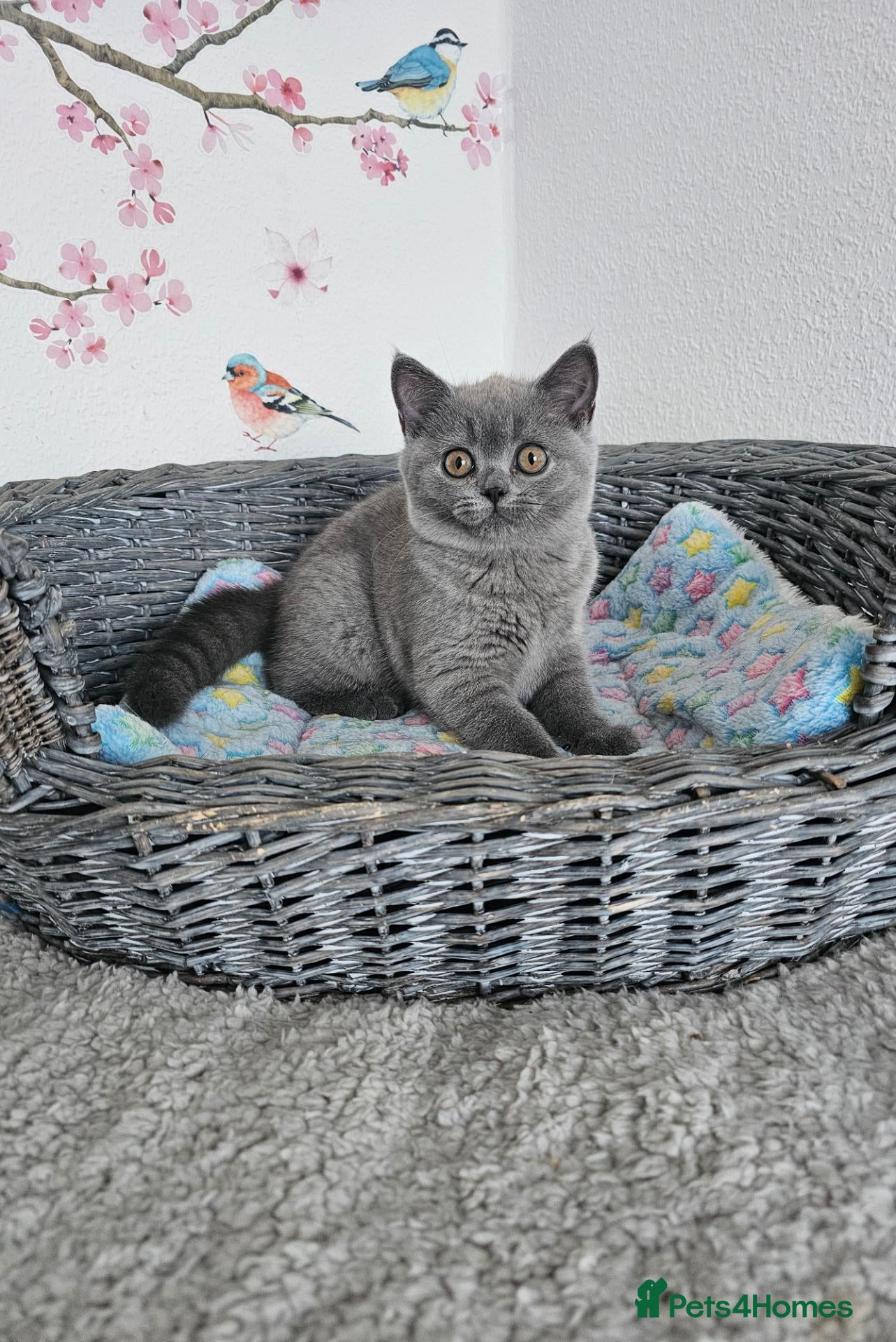 British Shorthair cats British Shorthair Kittens - Advert 2