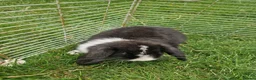 Mini Lop rabbits for sale: Mini Lops Ready Now - Advert 14