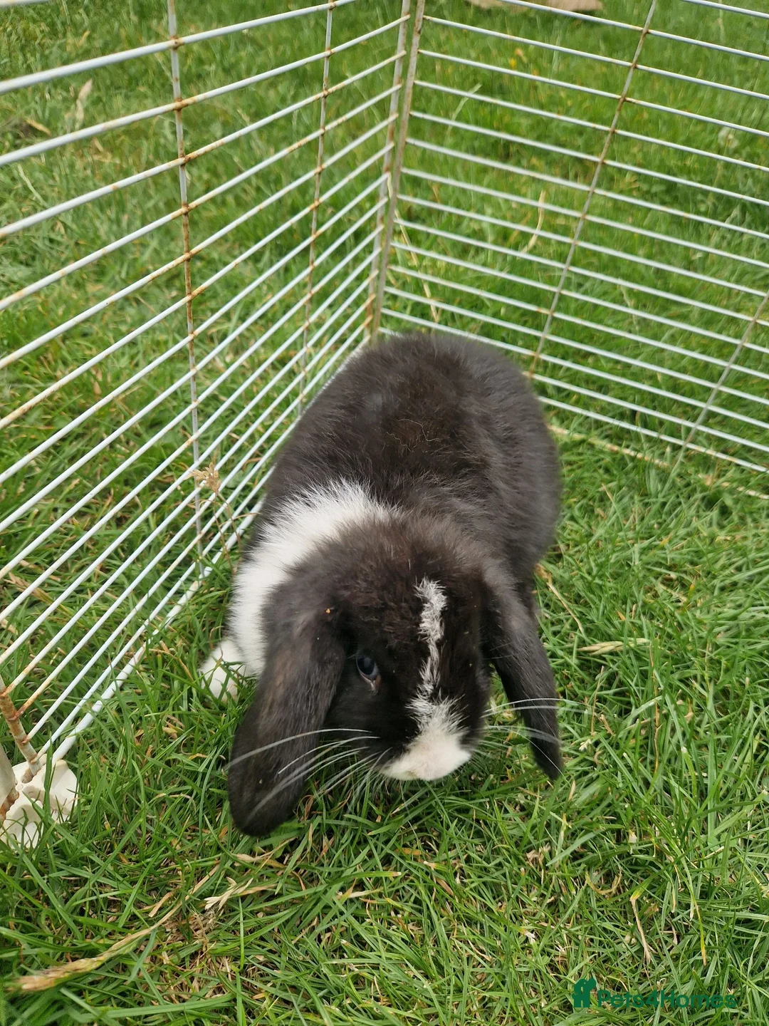 Mini Lop rabbits for sale: Mini Lops Ready Now - Advert 14