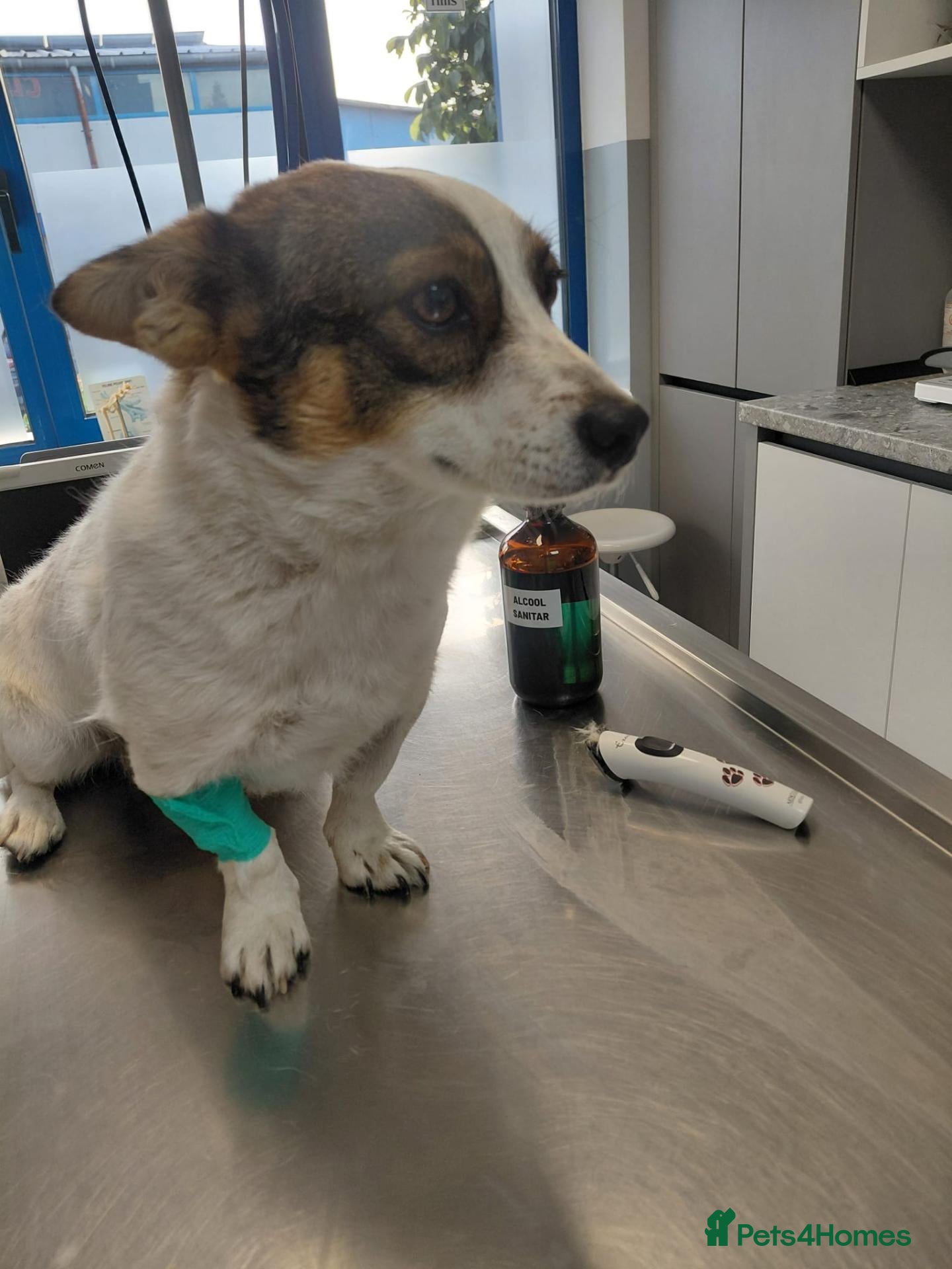 Mixed Breed dogs 🐾🤎 JESSICA – A SURVIVOR for A LOVING HOME 🤍🐾🏠 - Advert 2