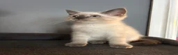 Norwegian Forest Cat cats for sale: Norwegian forest kittens  - Advert 14