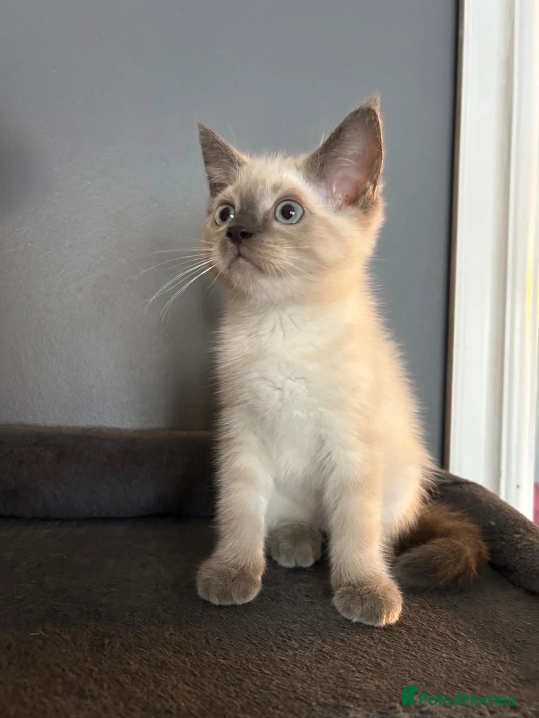 Norwegian Forest Cat cats for sale: Norwegian forest kittens  - Advert 14