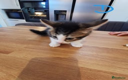 Mixed Breed cats for sale: Beautiful kittens ready now - Image 8