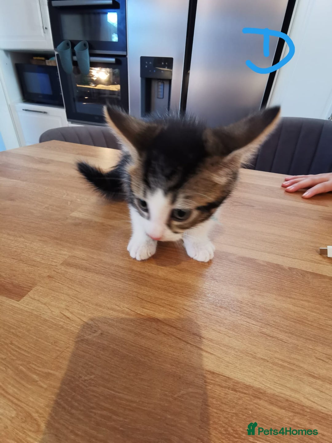Mixed Breed cats for sale: Beautiful kittens ready now - Image 8