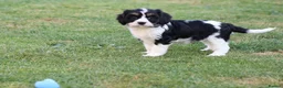 Cavapoo dogs for sale: COCKERLIERPOO puppies for sale - Advert 12