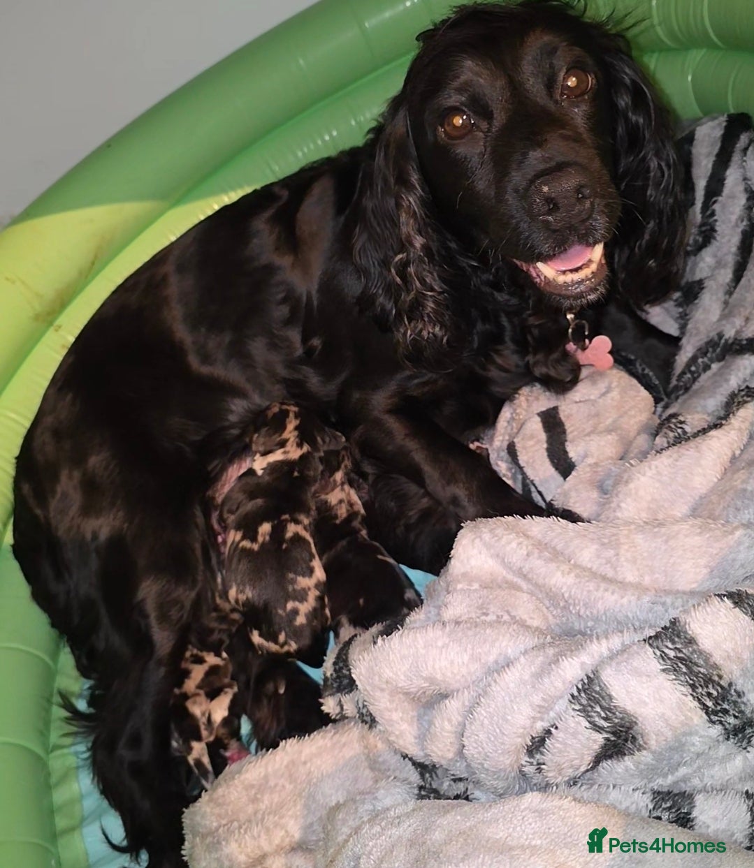 Cocker Spaniel dogs Last merle Cocker Spaniel - REDUCED🐾  - Advert 2