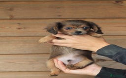 Mixed Breed dogs for sale: Chiweenie Puppies For Sale  - Image 11