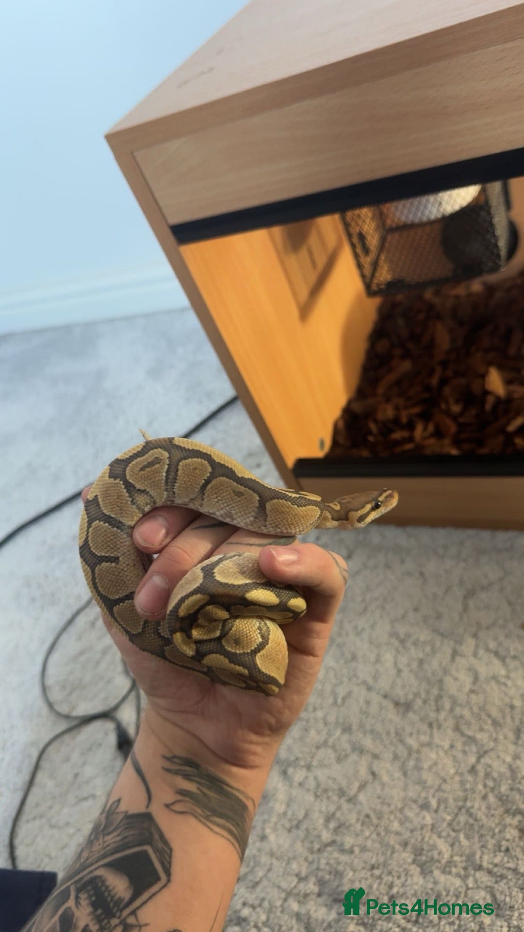 Python Snake reptiles for sale: Hypo Enchi Royal Python (Male) - Advert 2