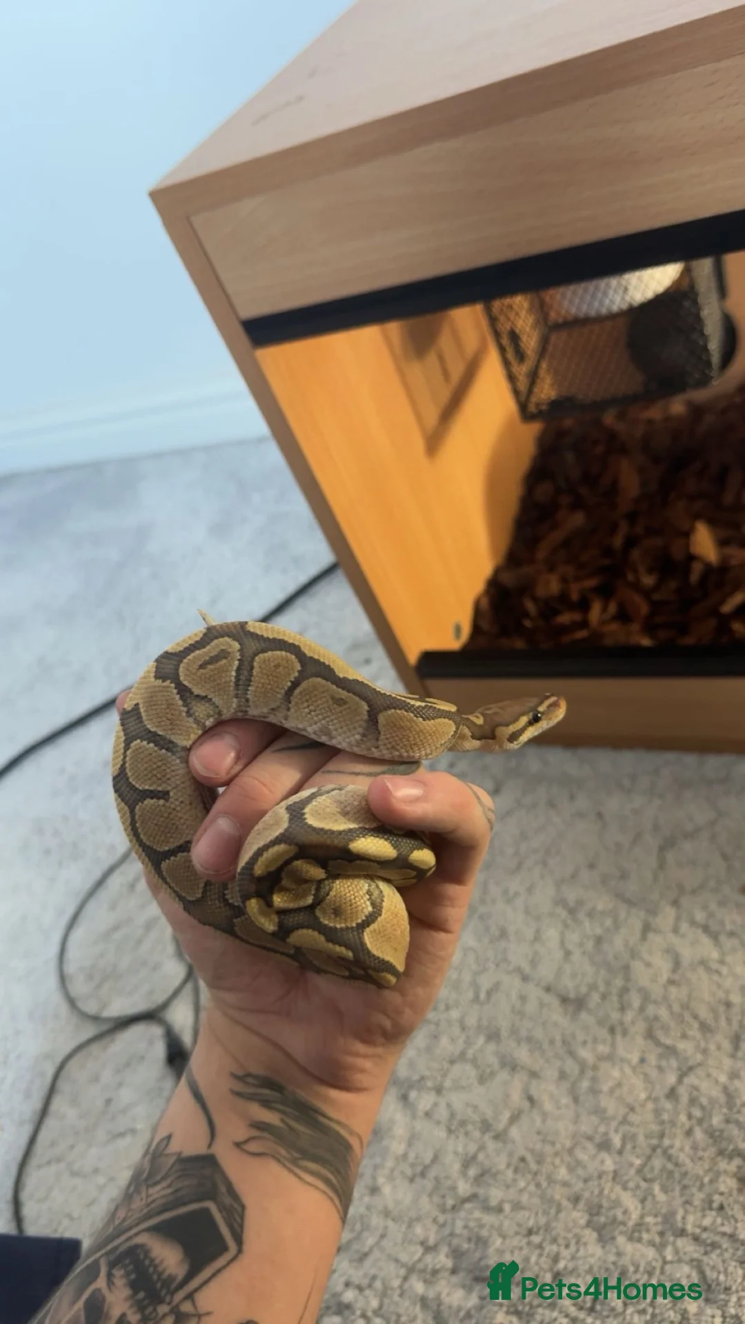 Python Snake reptiles for sale: Hypo Enchi Royal Python (Male) - Advert 2