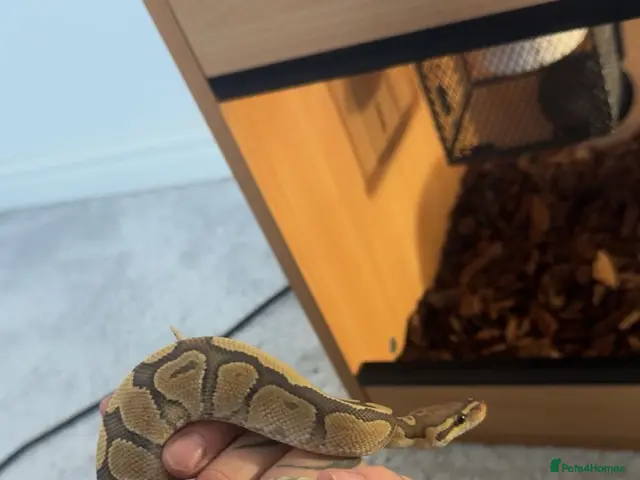 Python Snake reptiles for sale: Hypo Enchi Royal Python (Male) - Advert 2