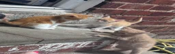 Bengal cats for sale: Kittens ready  - Advert 7