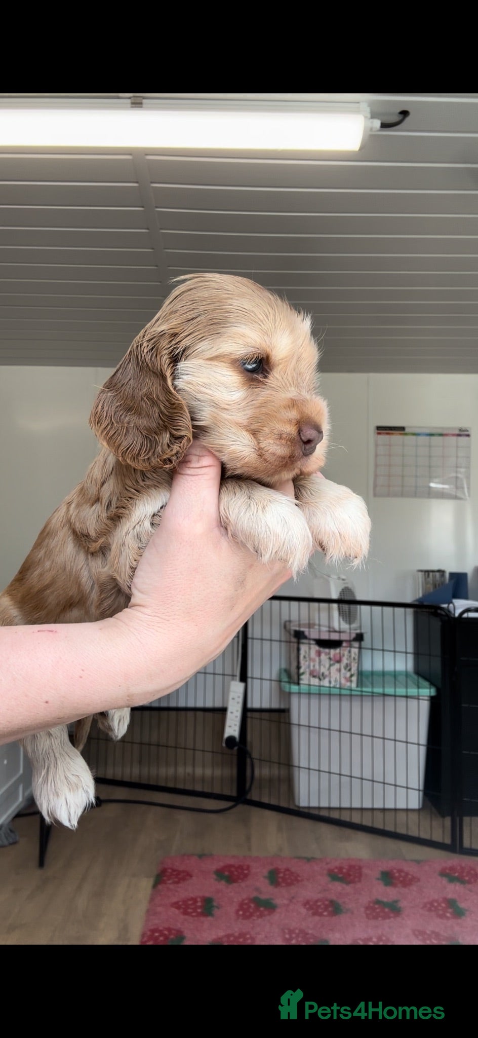 Cocker Spaniel dogs KC Registered Sable Show cocker spaniels  - Advert 2