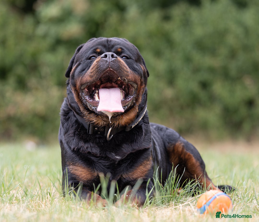 Rottweiler dogs for stud: NEW Rottweiler Stud - UK 🇬🇧 KC REG  in Chesterfield - Image 4