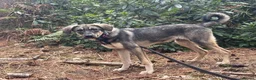 Mixed Breed dogs for adoption: Rolo - Norwich Norfolk  - Advert 13