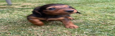 Dachshund Puppy 4 Yellow