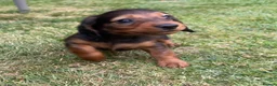 Dachshund dogs for sale: Longhaired Dachshunds small standardard - Advert 10