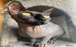 Sphynx cats for sale: Adult male sphynx - Image 6
