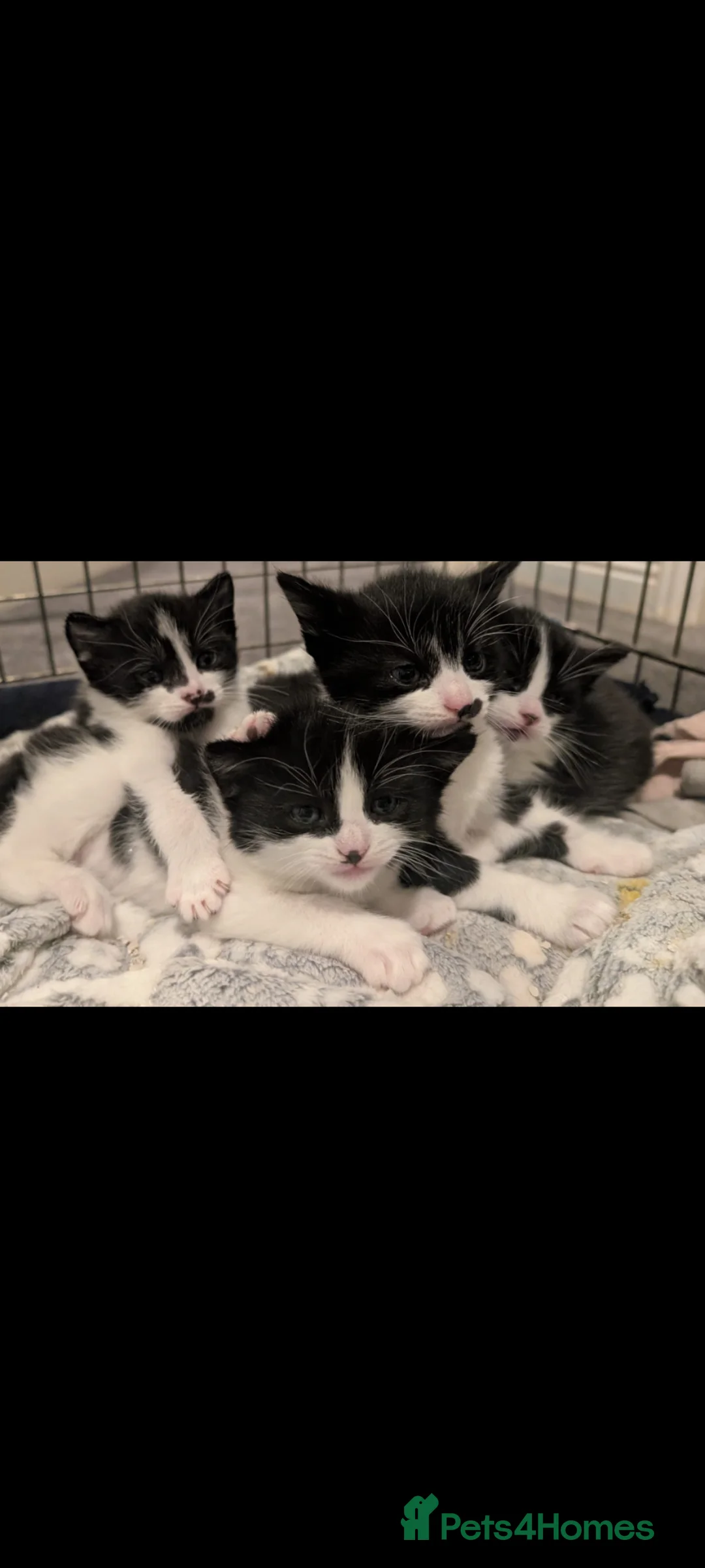 Mixed Breed cats for sale: 4 kittens ready to leave - Advert 2