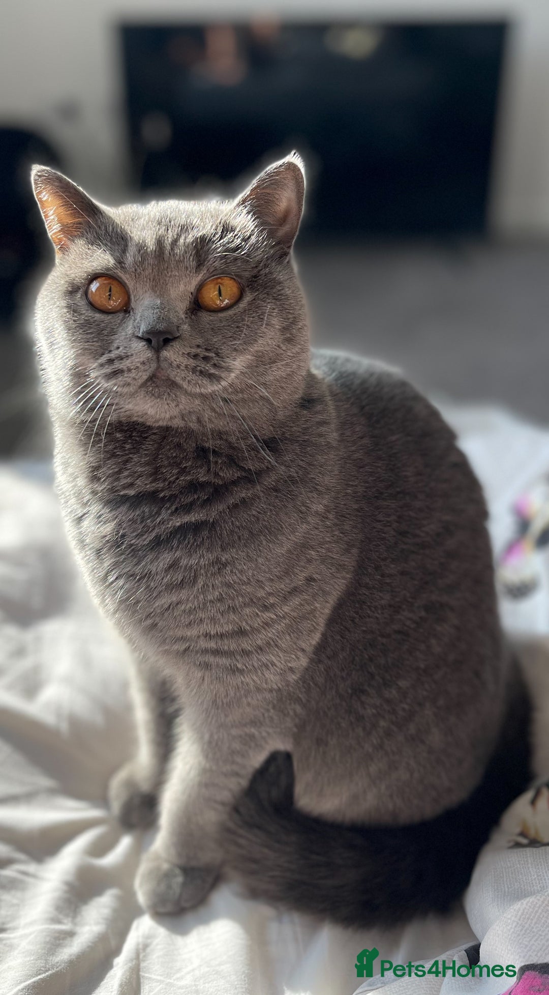British Shorthair cats for sale: Belles Champion Bloodline BSH Kittens !! 😻 - Image 2