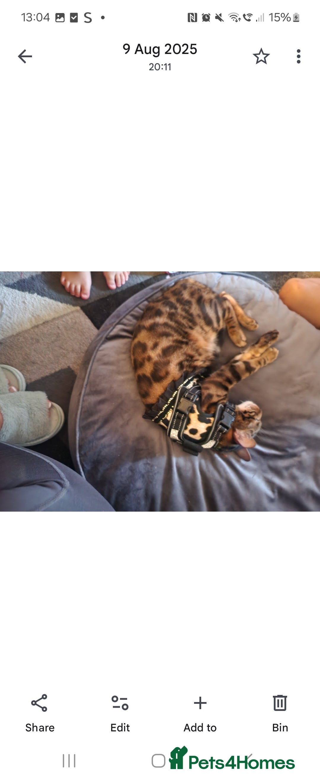 Bengal cats for sale: Bengal cat - Jello - Advert 1