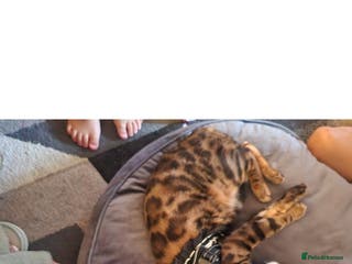 Bengal cats Bengal cat - Jello - Advert 10