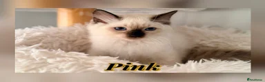 Ragdoll 5