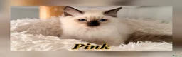 Ragdoll cats for sale: 5 GCCF Ragdoll kittens  - Advert 7