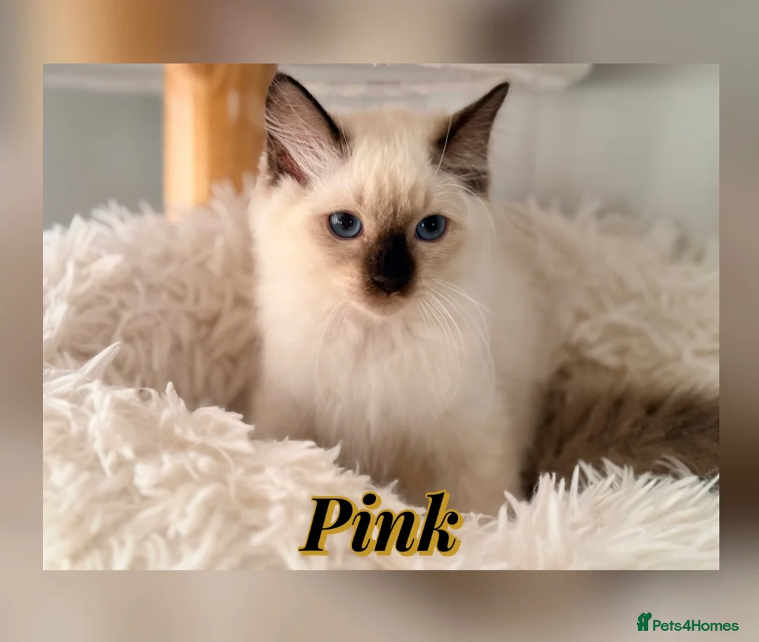 Ragdoll cats for sale: 5 GCCF Ragdoll kittens  - Advert 7