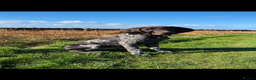 German Shorthaired Pointer dogs for sale: Perfect home needed for 3 year old GSP male - Advert 2