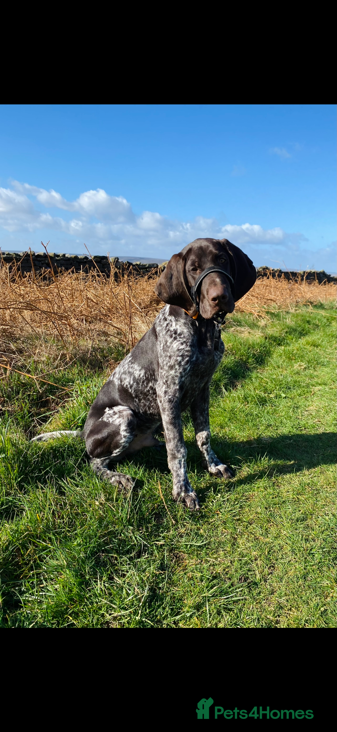 German Shorthaired Pointer dogs for sale: Perfect home needed for 3 year old GSP male - Advert 2