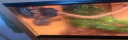 Python Snake reptiles for sale: Ball python and enclosure  in Birmingham - Advert 4