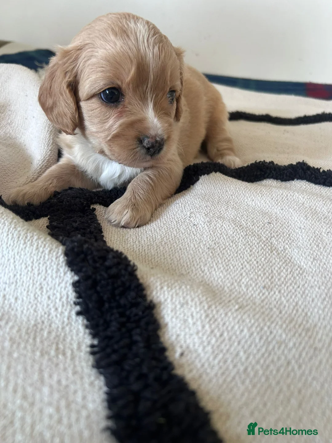 Cavapoo dogs for sale: Beautiful pure bred family Cavapoo pups in Bridgend - Advert 2
