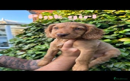 Cocker Spaniel dogs for sale: READY TO GO.. beautiful cocker spaniel puppies - Image 11