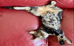 Mixed Breed cats for sale: Adult female tabby cat - Image 4