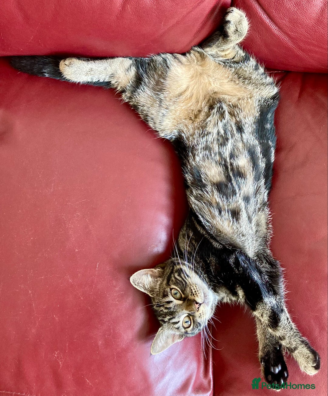 Mixed Breed cats for sale: Adult female tabby cat - Image 4
