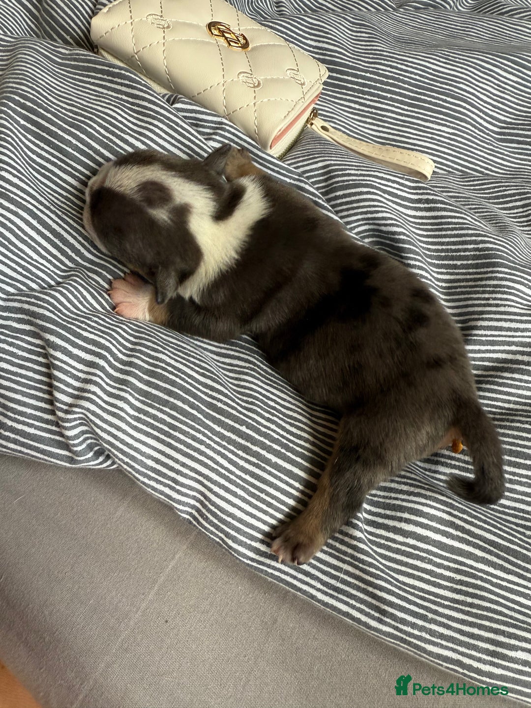 Mixed Breed dogs for sale: Old Tyme bulldogs f1  - Image 11