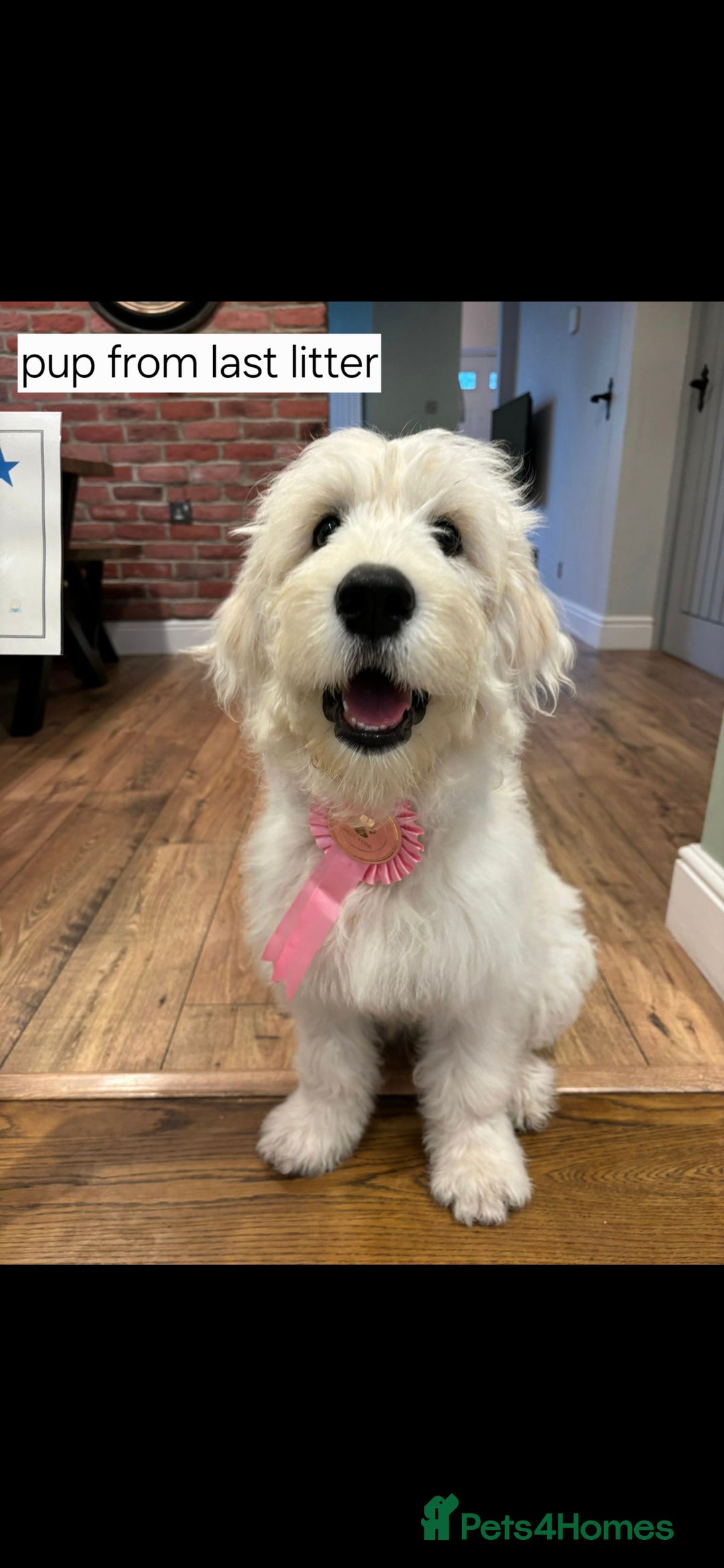 Goldendoodle dogs for sale: Goldendoodle retriever  - Image 29