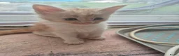 Maine Coon cats for sale: Maine coon baby floofs - Advert 5