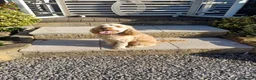 Cockapoo dogs for sale: Re-Home Cockapoo !  in Swadlincote - Advert 6