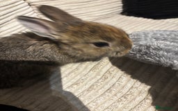 Netherland Dwarf rabbits for sale: Bambi  - Image 3
