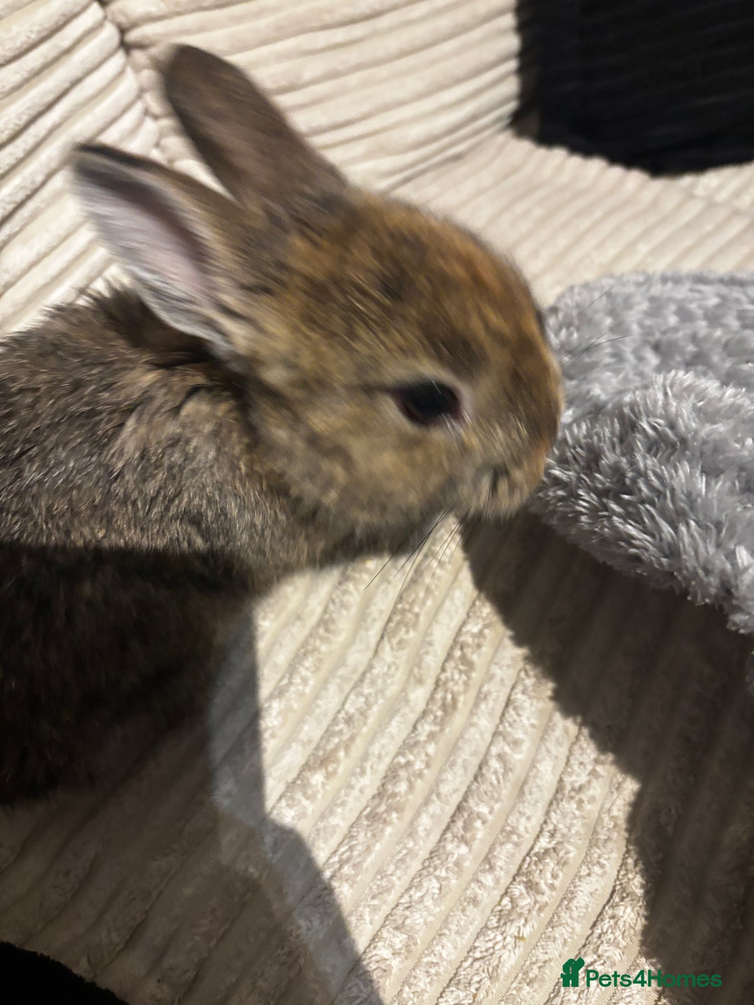 Netherland Dwarf rabbits for sale: Bambi  - Image 3