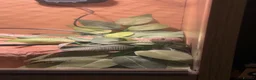 Corn Snake reptiles for sale: Corn Snake looking for a new home in Derby - Advert 5